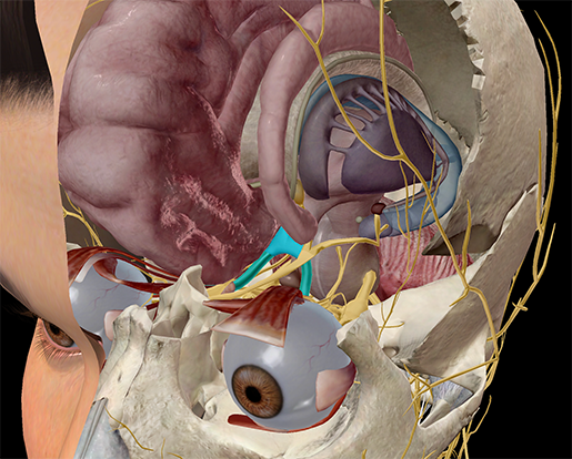 Vision-optic-chiasm-optic-nerve-eyes